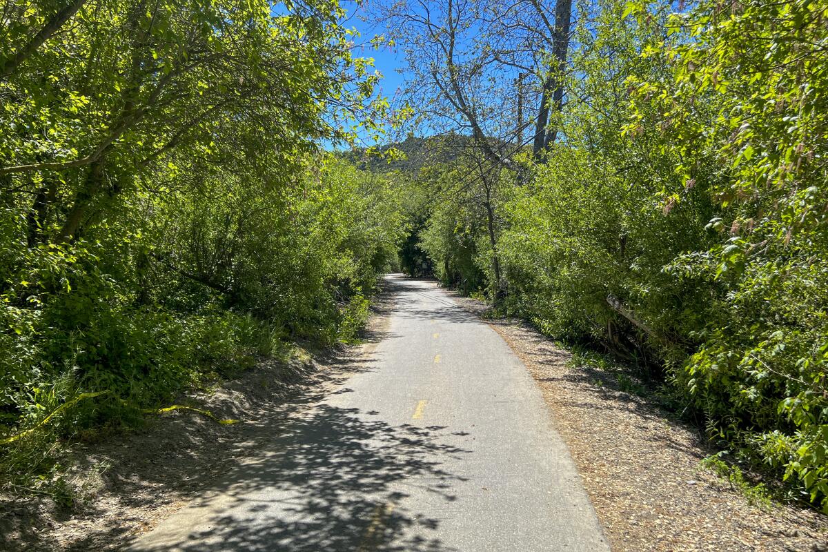 Bob Jones trail surrounded by lush forest